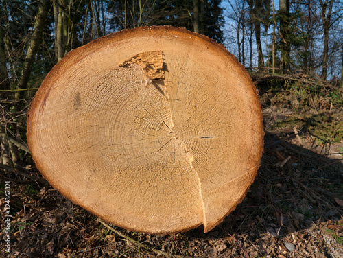 Front view of a felled tree with annual rings and cracks, which are shaped from the inside out.
