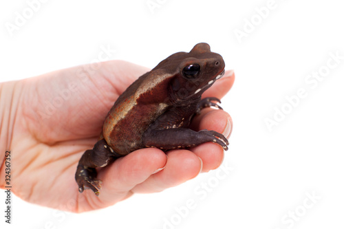 Amazing Smooth-sided toad isolated on white background photo