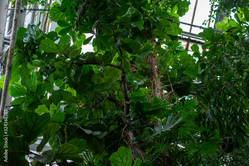 Tropical lush green plants forest