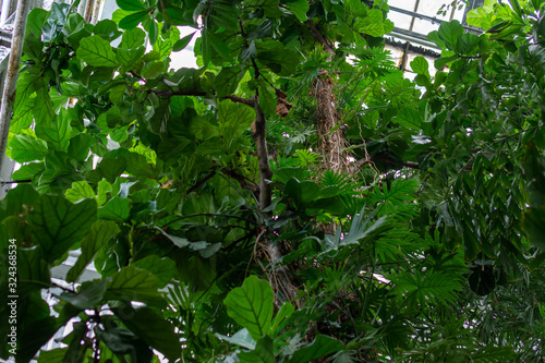 Tropical lush green plants forest