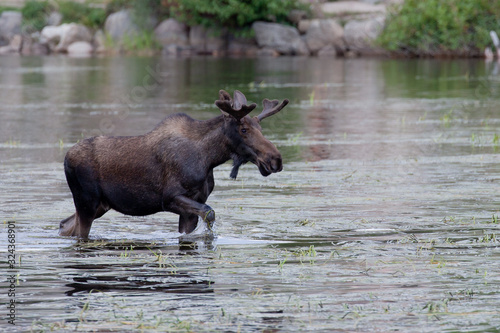 Young Male Moose In Lake