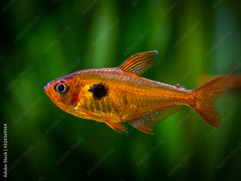 tetra serpae (Hyphessobrycon eques) isolated in a fish tank tetra serpae (Hyphessobrycon eques) isolated in a fish tank