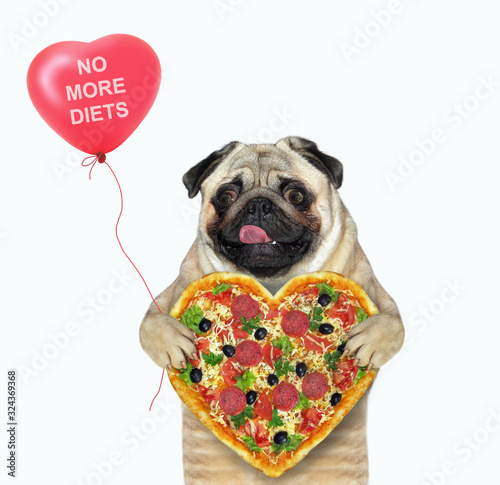 The dog pug is holding a heart shaped pizza and a red balloon with lettering no more diets. He stuck out his tongue. White background. Isolated. © iridi66