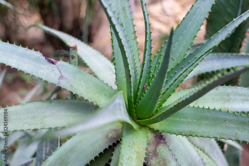 Fresh aloe africana evergreen plant