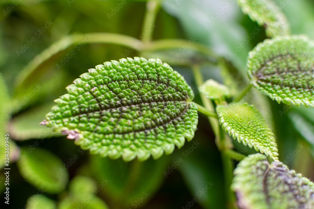 Friendship plant 3d looking leaves Friendship plant 3d looking leaves