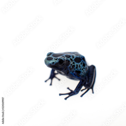 Blue Poison dart frog, Dendrobates tinctorius Azureus, on white