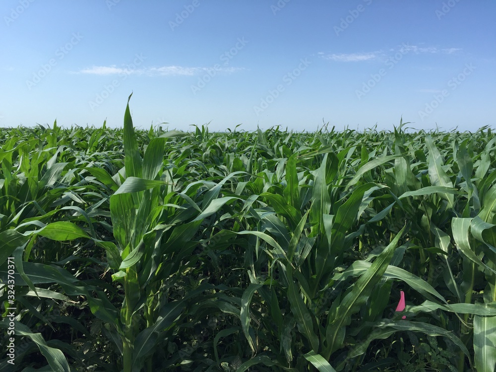 Field of Corn under Blue Sky Field of Corn under Blue Sky