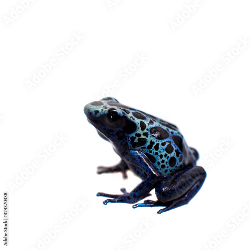 Blue Poison dart frog, Dendrobates tinctorius Azureus, on white