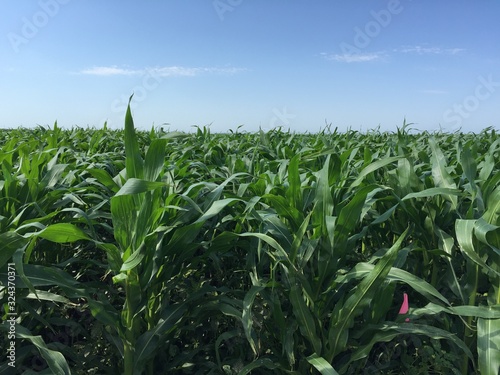 Field of Corn under Blue Sky
