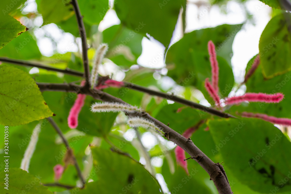 Pink and white fluffy looking plant Pink and white fluffy looking plant