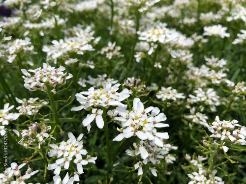 Closeup of White Flowers