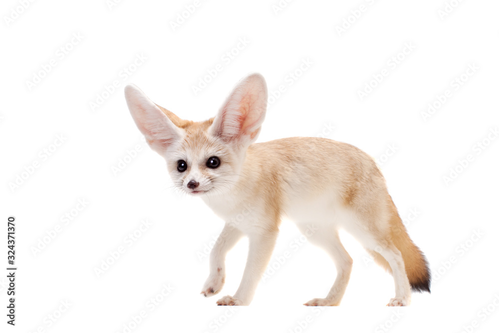 Pretty Fennec fox isolated on white background Pretty Fennec fox isolated on white background