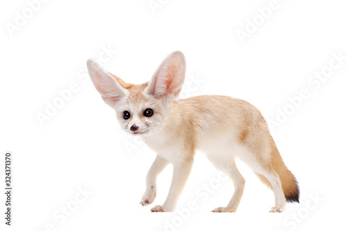 Pretty Fennec fox isolated on white background © Farinoza