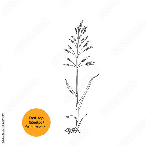 Black and white hand drawing vector illustration of Red top plant, Agrostis gigantea photo