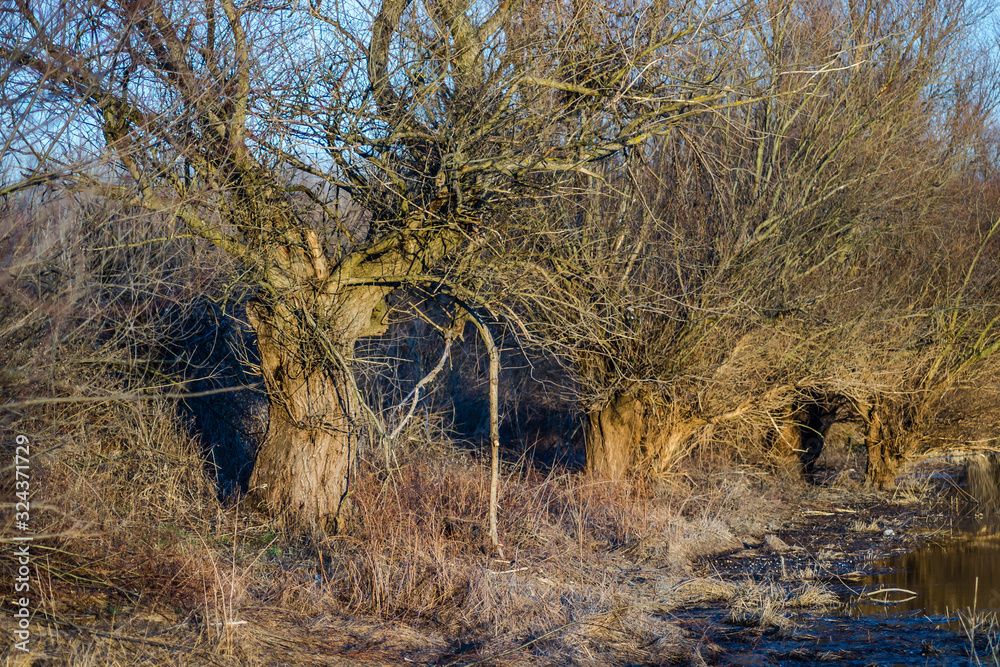 Trees near the water in winter Trees near the water in winter