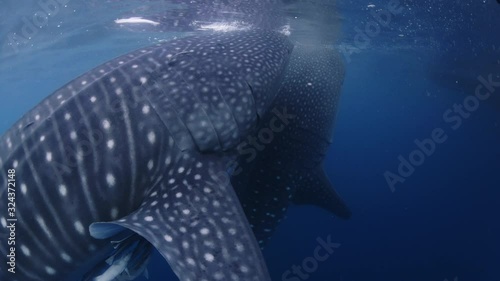 Two Whale Shark (Rhincodon typus) feeding on surface underwater view