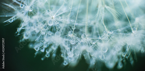 Fotografie Beautiful dew drops on a dandelion seed macro