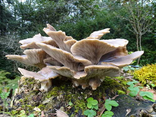 NATURALEZA DEL BOSQUE. HONGOS Y SETAS TÓXICOS. photo