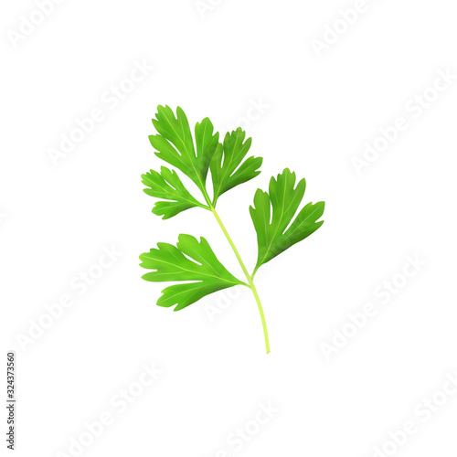 Vector illustration of realistic parsley on white background.