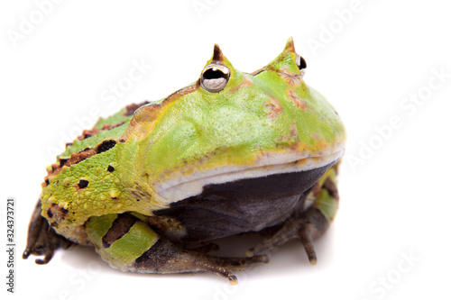 The Surinam horned frog isolated on white photo