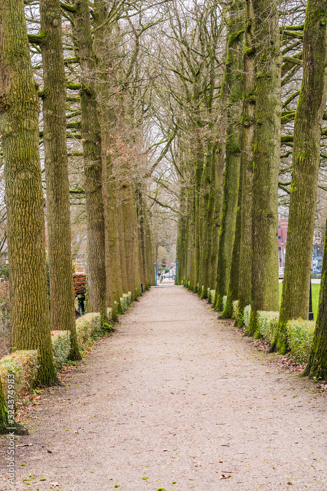 Fototapeta premium Alley of the trees in Zeist, Netherlands