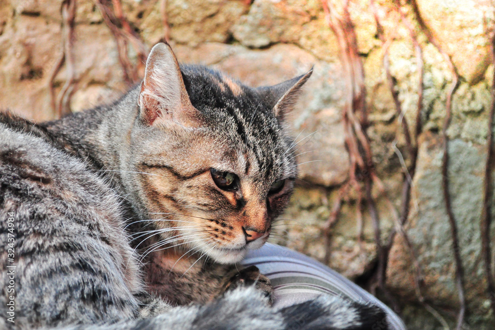 Fototapeta premium Gatinho