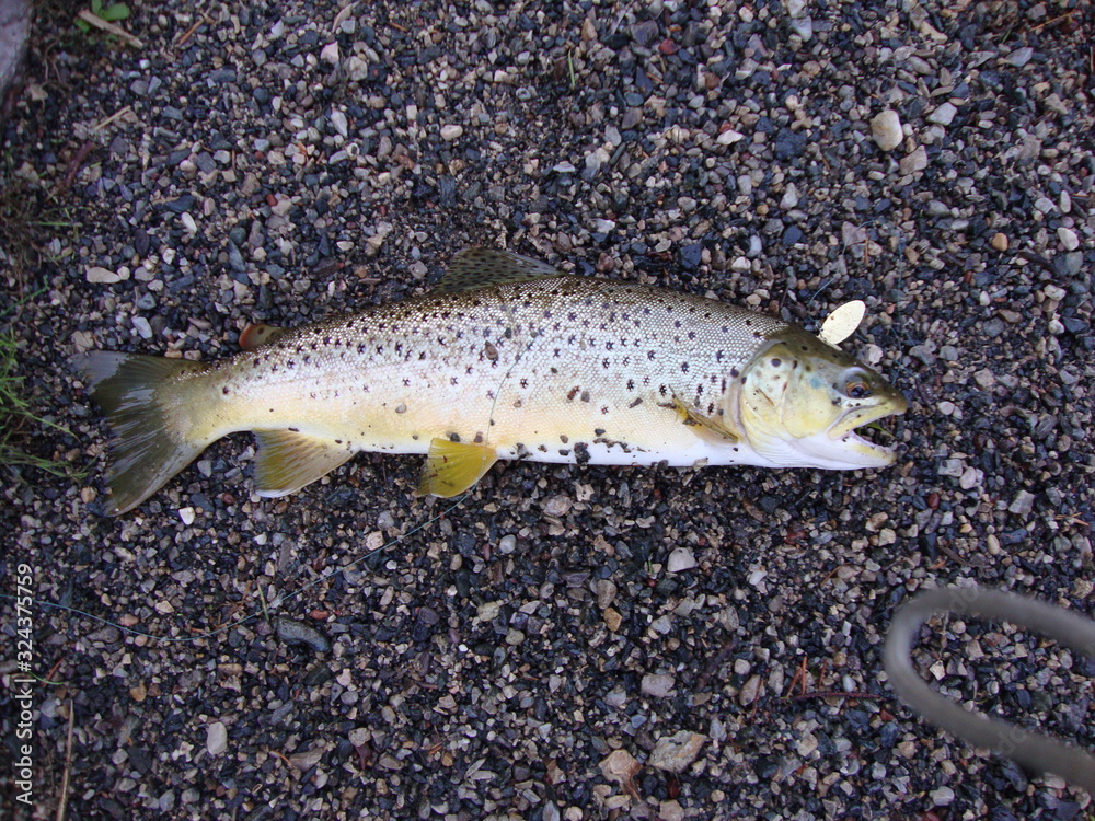 Obraz premium Brown trout
