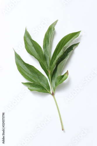 Green peony leaf on a white paper background. © Natalya Chumak