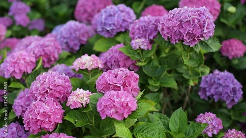 Close up of the large purple and pink flowers on a hydrangea bush. Colorful hydrangeas blooming in the garden