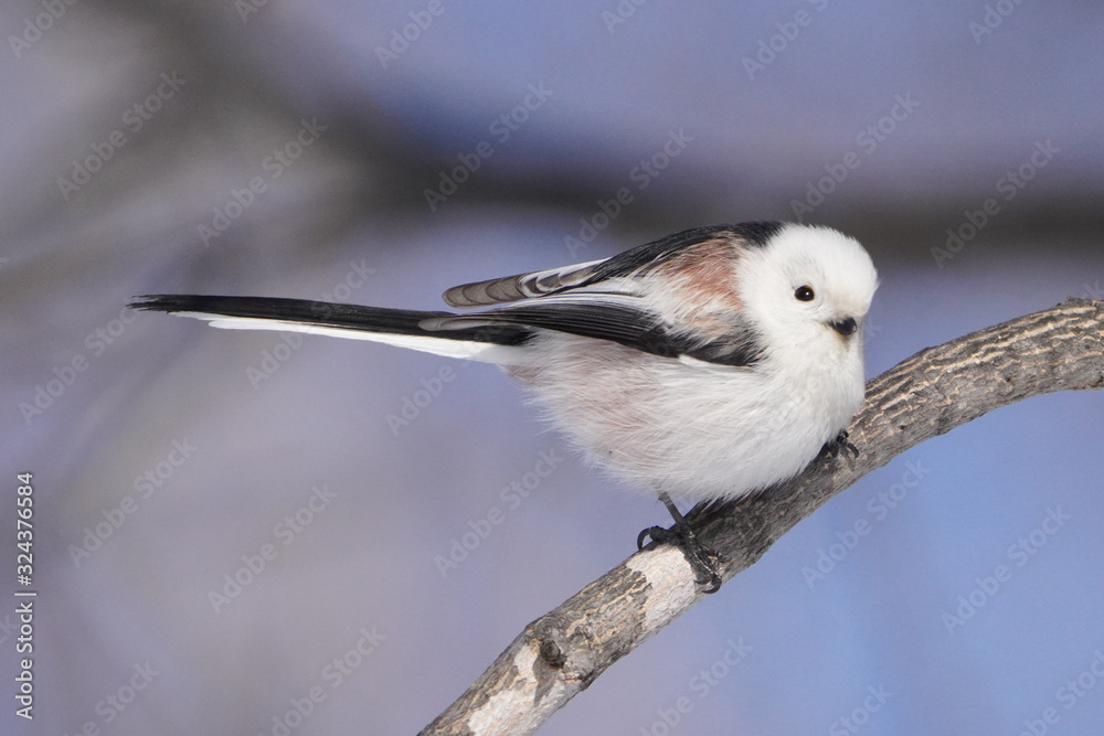 Fototapeta premium シマエナガ