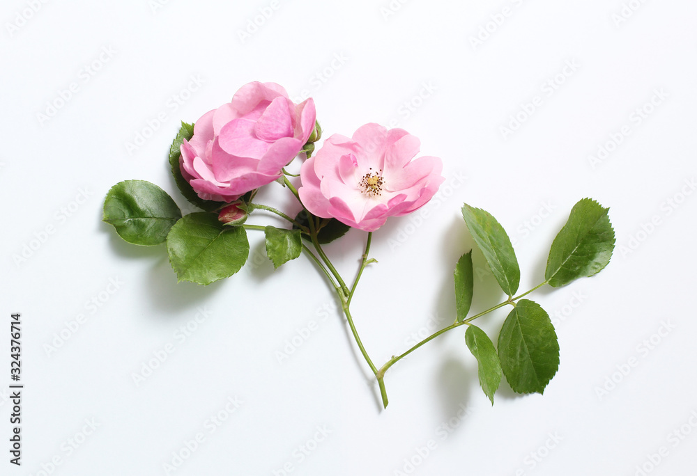 Pink rosehip flowers on a branch on a white paper background. Pink rosehip flowers on a branch on a white paper background.