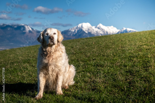 Golden retriever dog on a green grass with mountains in background