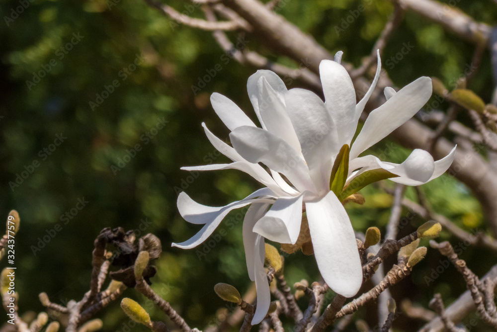 Fototapeta premium white bloom on tree branch in springtime