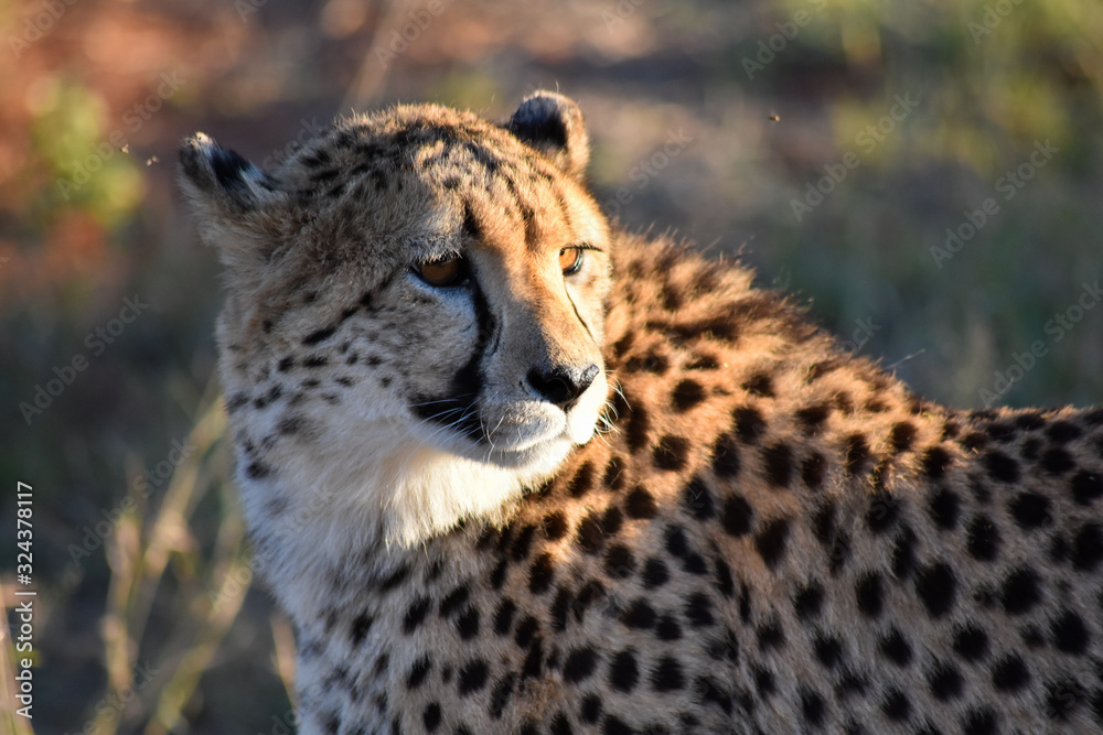 cheetah cheetah