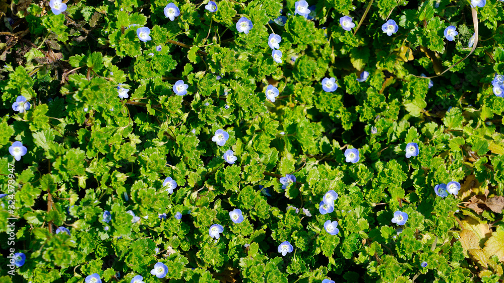 bird's eye(flower name) blooming on the country side of the road bird's eye(flower name) blooming on the country side of the road