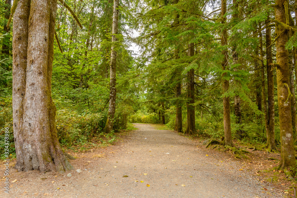 Fragment of Hayward Lake Park trail in Vancouver, Canada. Fragment of Hayward Lake Park trail in Vancouver, Canada.