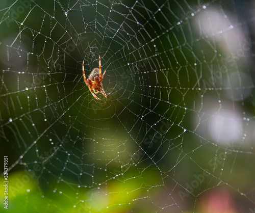 Orb Weaver Spider