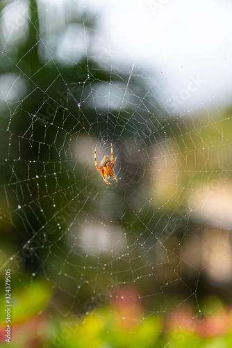 Orb Weaver Spider