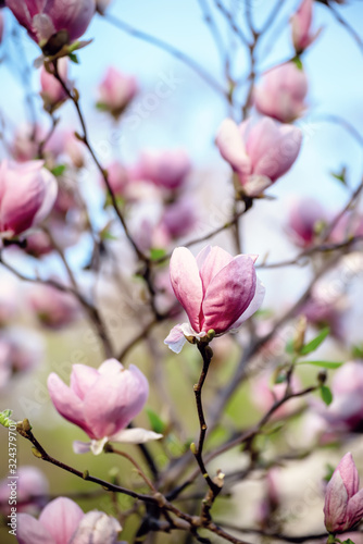 Magnolia spring flowers