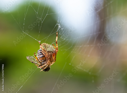 Orb Weaver Spider photo