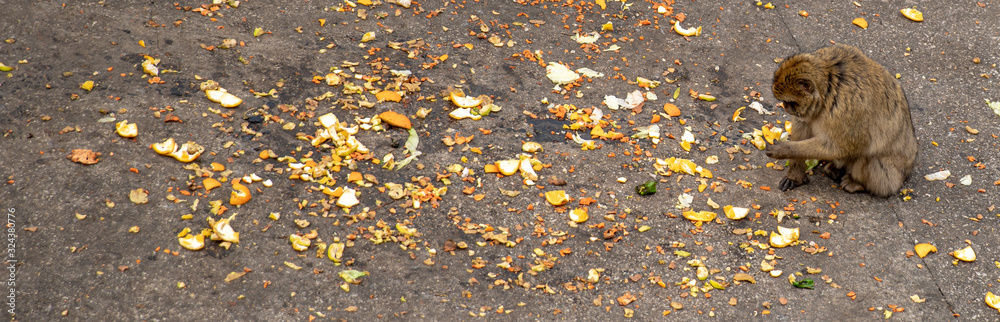 monkey looking for food at the garbage dump monkey looking for food at the garbage dump