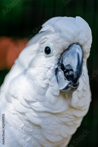 The white cockatoo (Cacatua alba), also known as the umbrella cockatoo, is a medium-sized all-white cockatoo endemic to tropical rainforest on islands of Indonesia.