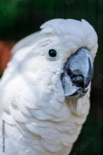 The white cockatoo (Cacatua alba), also known as the umbrella cockatoo, is a medium-sized all-white cockatoo endemic to tropical rainforest on islands of Indonesia.