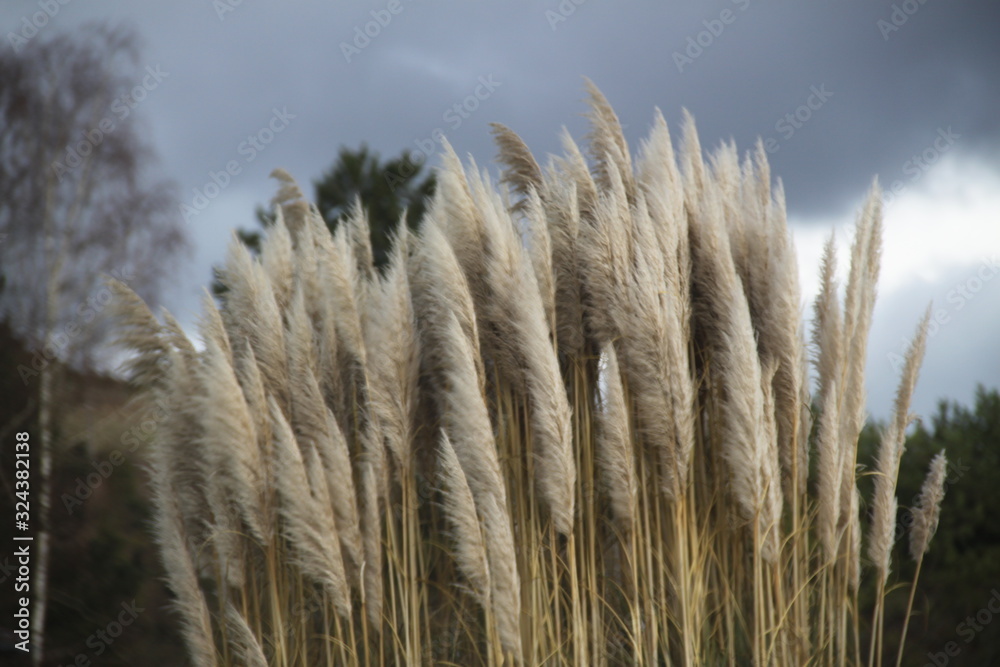 Fototapeta premium Pampas grass feathers plant cloudy sky