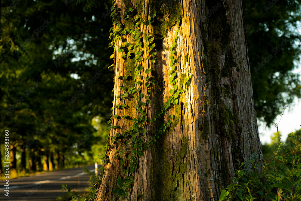 Obraz premium 高原のメタセコイア並木