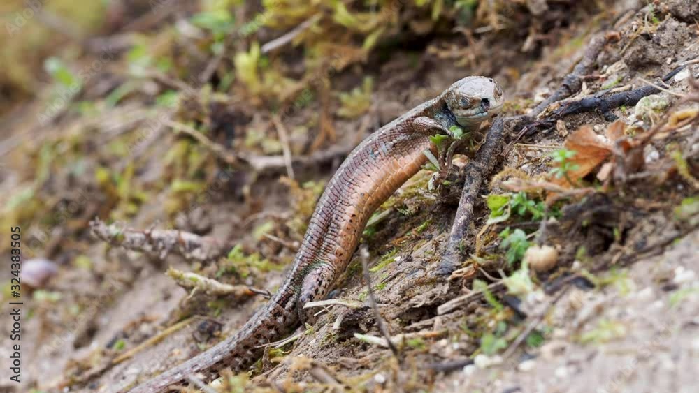 Dead Common lizard (Lacerta Zootoca vivipara) Dead Common lizard (Lacerta Zootoca vivipara)