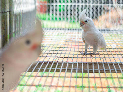 The Tanimbar corella (Cacatua goffiniana) also known as Goffin’s cockatoo or the blushing cockatoo, is a species of cockatoo endemic to forests of Yamdena. photo