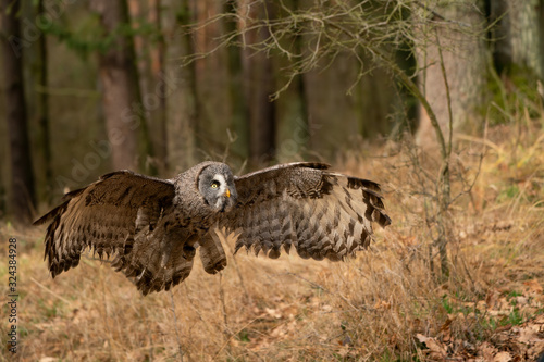 Great grey owl with wide wingspan landing in the forest. © Stanislav Duben