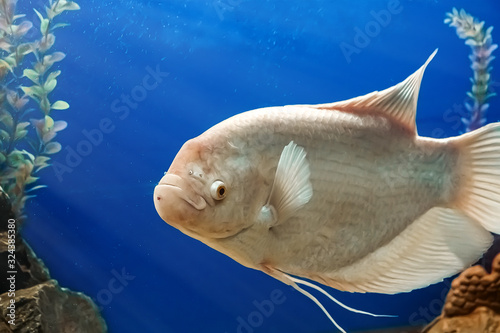 Beautiful white freshwater fish Osphronemus goramy swims in blue water.