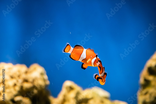 Orange clown fish Amphiprion swims in the blue water.